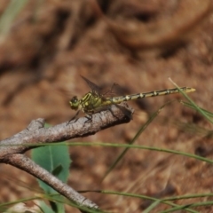 Austrogomphus guerini (Yellow-striped Hunter) at Namadgi National Park - 1 Feb 2018 by KMcCue