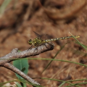 Austrogomphus guerini at Mount Clear, ACT - 1 Feb 2018