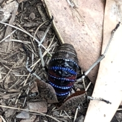 Acripeza reticulata (Mountain Katydid) at Namadgi National Park - 2 Feb 2018 by JVR