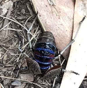 Acripeza reticulata at Cotter River, ACT - 2 Feb 2018 04:36 PM