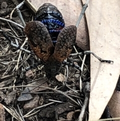 Acripeza reticulata at Cotter River, ACT - 2 Feb 2018 04:36 PM