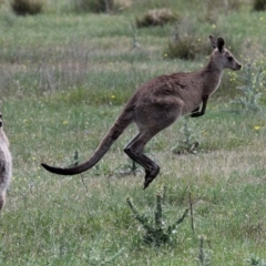 Macropus giganteus (Eastern Grey Kangaroo) at Hume, ACT - 16 Dec 2017 by HarveyPerkins