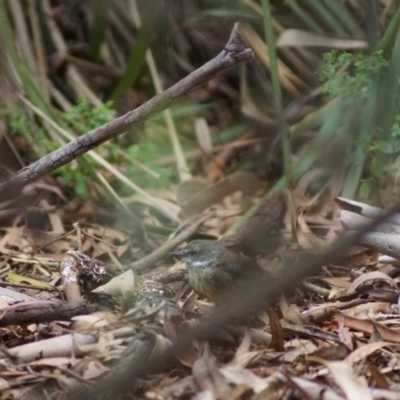 Sericornis frontalis (White-browed Scrubwren) at Parkes, ACT - 2 Feb 2018 by Tammy