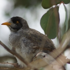 Manorina melanocephala at Parkes, ACT - 2 Feb 2018