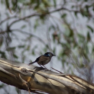 Malurus cyaneus at Barton, ACT - 2 Feb 2018 02:51 PM