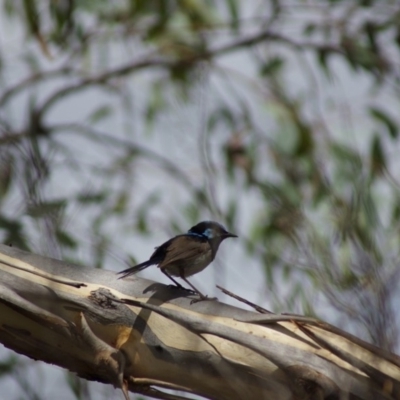 Malurus cyaneus (Superb Fairywren) at Barton, ACT - 2 Feb 2018 by Tammy