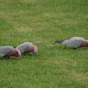 Eolophus roseicapilla at Parkes, ACT - 24 Jan 2018