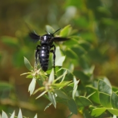 Austroscolia soror (Blue Flower Wasp) at Barton, ACT - 2 Feb 2018 by Tammy