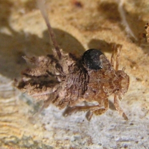 Dryinidae (family) at Kambah, ACT - 16 Apr 2017 12:02 PM