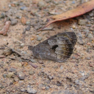 Geitoneura klugii at Cotter River, ACT - 28 Jan 2018 07:31 AM