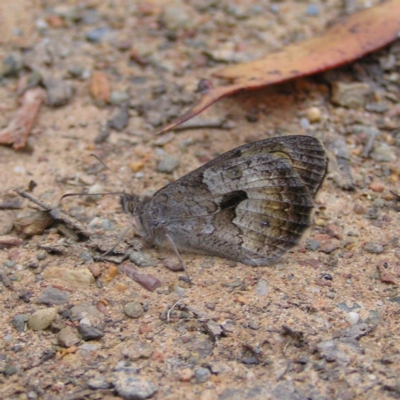 Geitoneura klugii (Marbled Xenica) at Cotter River, ACT - 27 Jan 2018 by MatthewFrawley
