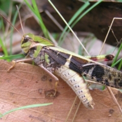 Gastrimargus musicus (Yellow-winged Locust or Grasshopper) at Cotter River, ACT - 28 Jan 2018 by MatthewFrawley