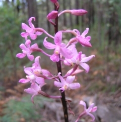 Dipodium roseum (Rosy Hyacinth Orchid) at Cotter River, ACT - 27 Jan 2018 by MatthewFrawley
