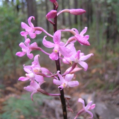 Dipodium roseum (Rosy Hyacinth Orchid) at Cotter River, ACT - 27 Jan 2018 by MatthewFrawley
