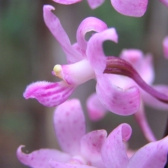 Dipodium roseum at Cotter River, ACT - 28 Jan 2018