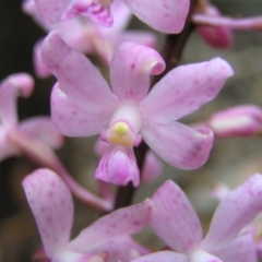 Dipodium roseum at Cotter River, ACT - 28 Jan 2018