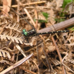 Eusynthemis guttata (Southern Tigertail) at Cotter River, ACT - 28 Jan 2018 by MatthewFrawley