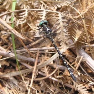 Eusynthemis guttata at Cotter River, ACT - 28 Jan 2018 12:17 PM