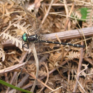 Eusynthemis guttata at Cotter River, ACT - 28 Jan 2018 12:17 PM