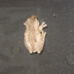 Litoria peronii (Peron's Tree Frog, Emerald Spotted Tree Frog) at Cook, ACT - 16 Jan 2007 by Tammy