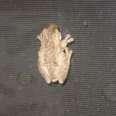 Litoria peronii (Peron's Tree Frog, Emerald Spotted Tree Frog) at Cook, ACT - 16 Jan 2007 by Tammy