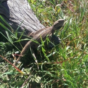 Pogona barbata at Belconnen, ACT - suppressed