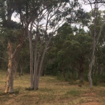 Macropus giganteus (Eastern Grey Kangaroo) at Aranda, ACT - 29 Dec 2016 by Tammy