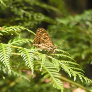 Geitoneura acantha at Cotter River, ACT - 28 Jan 2018 12:38 PM