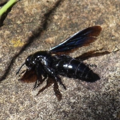 Austroscolia soror (Blue Flower Wasp) at Acton, ACT - 17 Jun 2016 by KMcCue