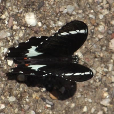 Papilio aegeus (Orchard Swallowtail, Large Citrus Butterfly) at ANBG - 25 Feb 2016 by KMcCue