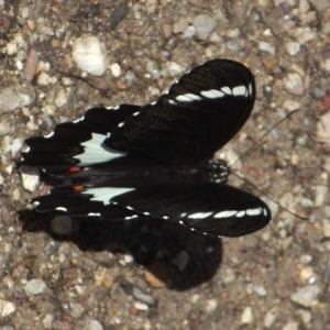 Papilio aegeus at Acton, ACT - 26 Feb 2016
