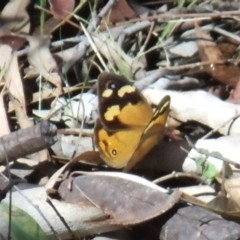 Heteronympha merope (Common Brown Butterfly) at Acton, ACT - 25 Feb 2017 by KMcCue