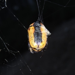 Chondropyga dorsalis at Rob Roy Range - 8 Jan 2018 09:07 PM