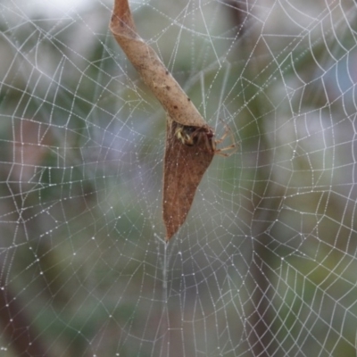 Phonognatha graeffei (Leaf Curling Spider) at Cook, ACT - 3 May 2015 by Tammy