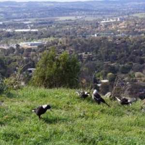 Gymnorhina tibicen at Belconnen, ACT - 22 Sep 2013