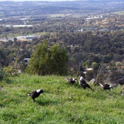 Gymnorhina tibicen (Australian Magpie) at Mount Painter - 22 Sep 2013 by Tammy