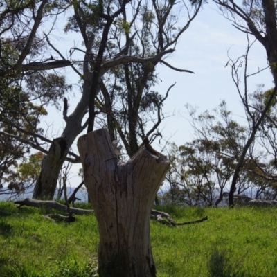 Pogona barbata (Eastern Bearded Dragon) at Belconnen, ACT - 12 Sep 2015 by Tammy