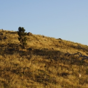 Macropus giganteus at Belconnen, ACT - 29 Dec 2013 07:45 PM