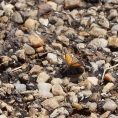 Lucia limbaria (Chequered Copper) at Belconnen, ACT - 30 Mar 2013 by Tammy