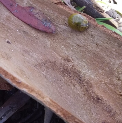 Paropsisterna cloelia (Eucalyptus variegated beetle) at QPRC LGA - 1 Jan 2018 by natureguy