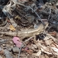 Amphibolurus muricatus (Jacky Lizard) at Wamboin, NSW - 1 Jan 2018 by natureguy