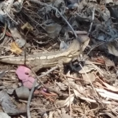 Amphibolurus muricatus at Wamboin, NSW - 1 Jan 2018