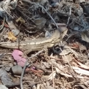 Amphibolurus muricatus at Wamboin, NSW - 1 Jan 2018 12:29 PM