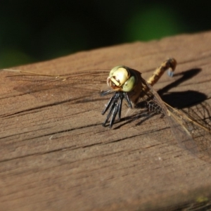 Anax papuensis at Aranda, ACT - 24 Feb 2017 09:01 AM