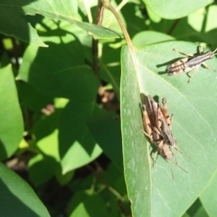 Phaulacridium vittatum (Wingless Grasshopper) at QPRC LGA - 5 Jan 2018 by natureguy