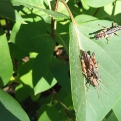 Phaulacridium vittatum at Wamboin, NSW - 6 Jan 2018