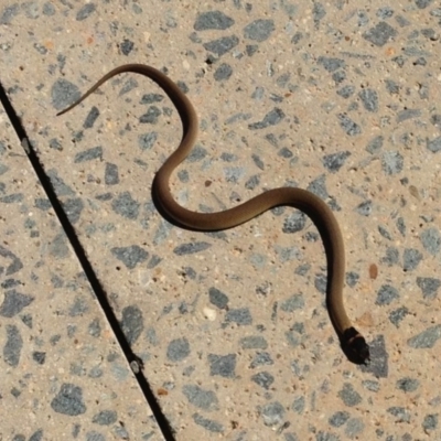 Pseudonaja textilis (Eastern Brown Snake) at National Arboretum Forests - 25 Feb 2013 by KMcCue