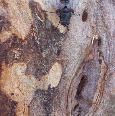 Rutilia sp. (genus) (A Rutilia bristle fly, subgenus unknown) at QPRC LGA - 6 Jan 2018 by natureguy