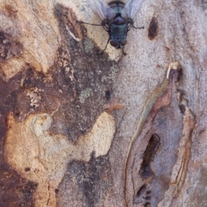 Rutilia sp. (genus) at Wamboin, NSW - 6 Jan 2018