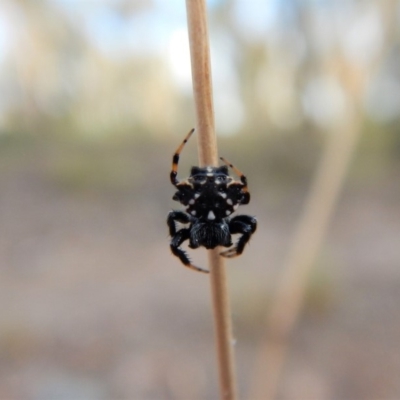 Austracantha minax (Christmas Spider, Jewel Spider) at Aranda Bushland - 2 Feb 2018 by CathB